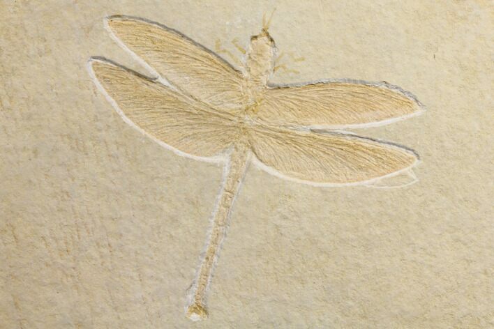 Fossil Dragonfly (Cymatophlebia) - Solnhofen Limestone #150256